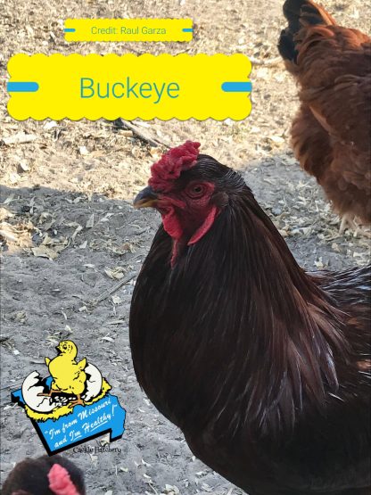 Buckeye Chicken