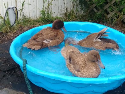 Khaki Campbell Ducks