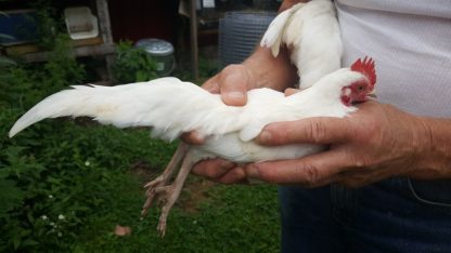 White Old English Game Bantam