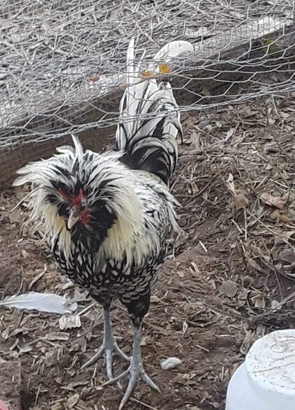 Silver Laced Polish Chicken