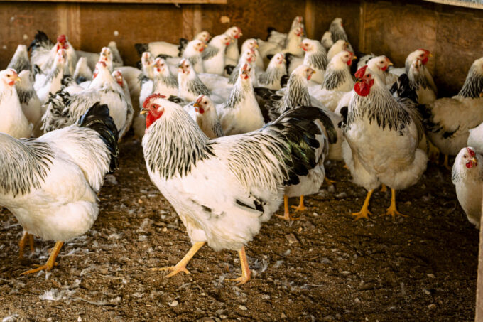 Columbian Wyandotte Chicken
