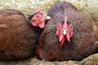 Rhode Island Red Bantams