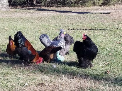 Black Cochin Standard Rooster