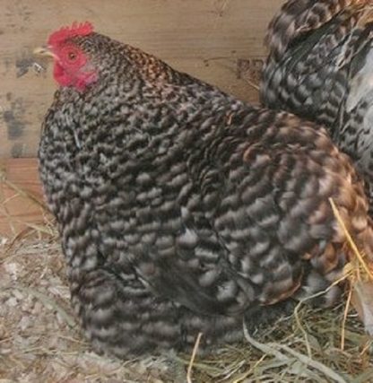 Barred Cochin Bantam Chicken Hen