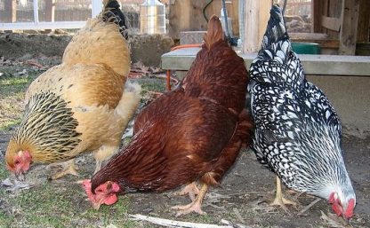 Buff Standard Brahma Chicken For Sale at Cackle Hatchery®