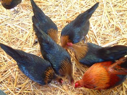 Brown Red Old English Game Bantam Chicken