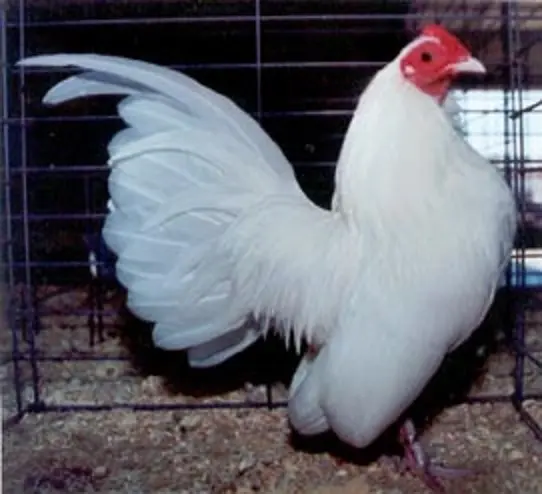 White Old English Bantam Chickens | Show Bantams