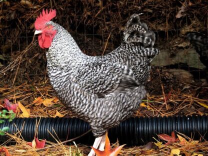 Cuckoo Marans Chicken