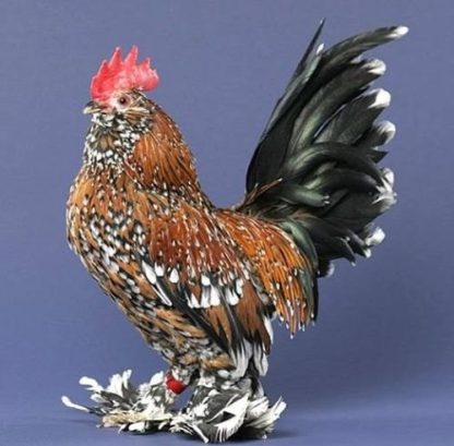 Mille Fleur D'uccle Bantam