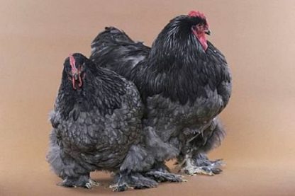 Blue Cochin Bantam Chickens