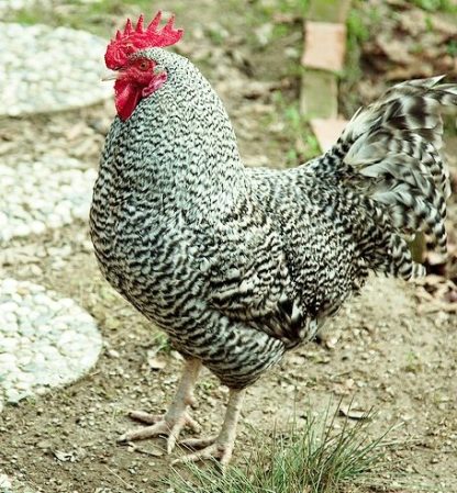 Cuckoo Marans Chicken