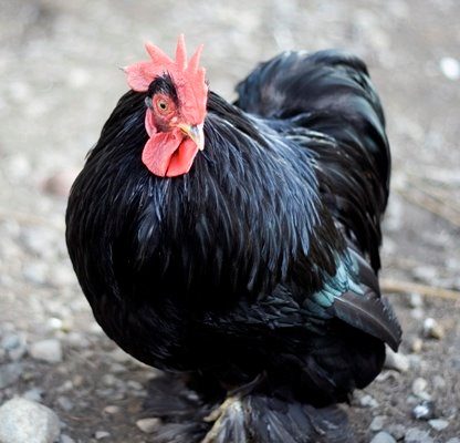 Black Cochin Bantam