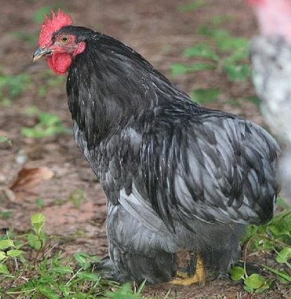 Blue Cochin Bantam Chicken