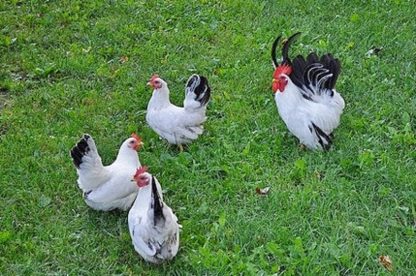 Black Tailed White Japanese Bantams