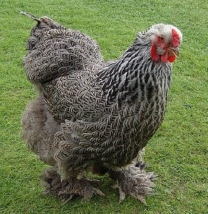 Dark Brahma Chicken