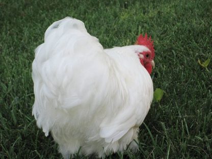 White Cochin Bantam Chicken