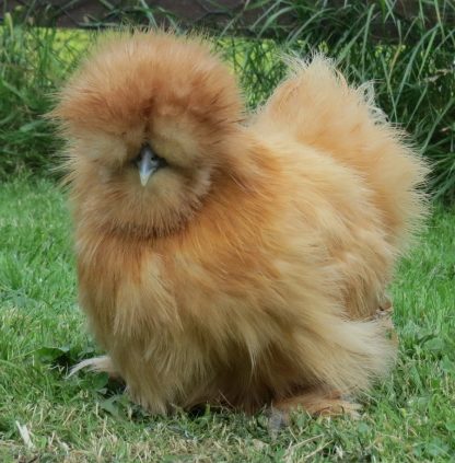 Buff Silkie Bantam