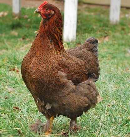 Partridge Cochin Standard Chicken