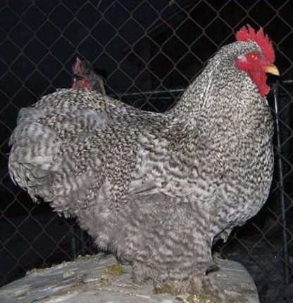 Barred Cochin Bantam Chicken