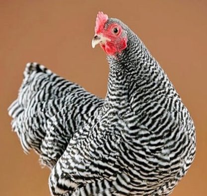 Barred Rock Bantam