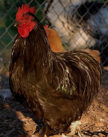 Black Cochin Bantam