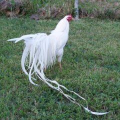 White Yokohama Rooster Chicken Breed