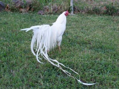 White Yokohama Rooster Chicken Breed