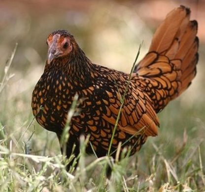 Golden Sebright Bantam