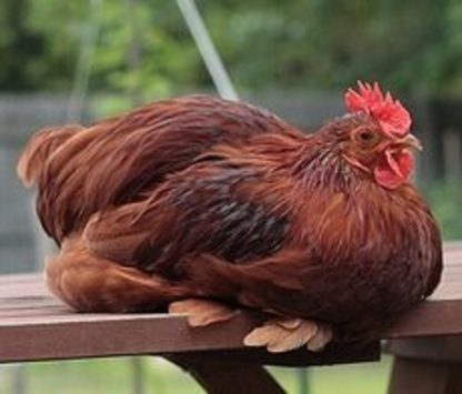 Red Cochin Bantam Chicken