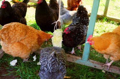 Hatchery Choice Pullets