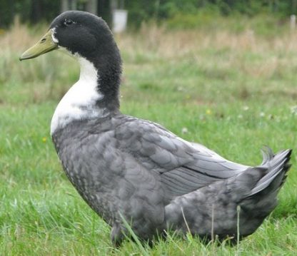 Blue Swedish Duck