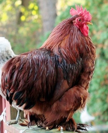 Red Cochin Bantam Chicken