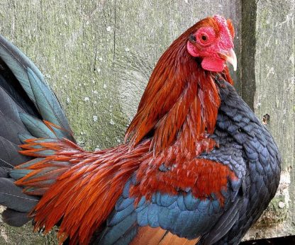 Black Breasted Red Old English Game Bantam