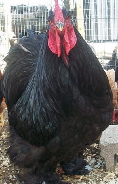 Black Cochin Standard Chicken