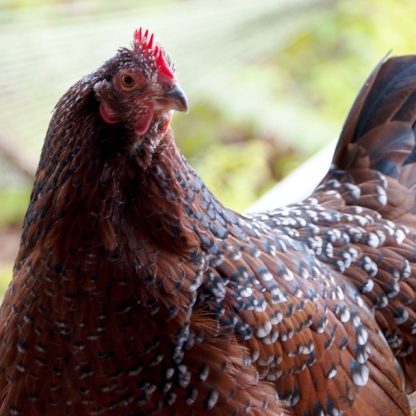 Speckled Sussex Chicken