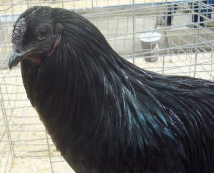 Black Sumatra Chicken For Sale