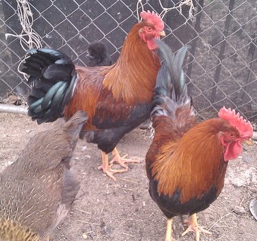 Welsummer Chickens
