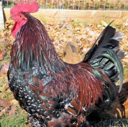 Speckled Sussex Chickens for Sale