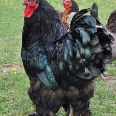 Black Cochin Standard Chicken