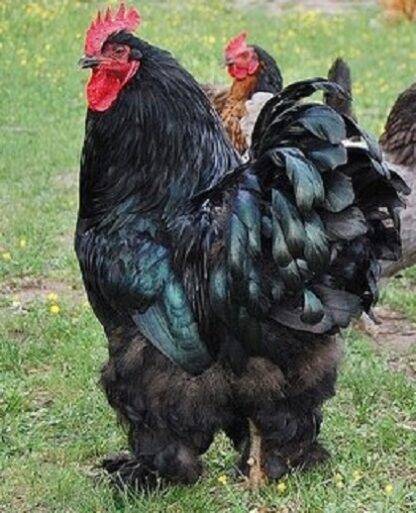 Black Cochin Standard Chicken