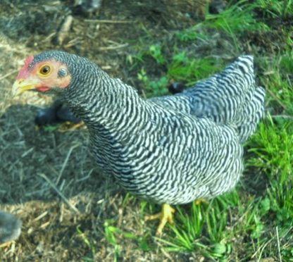 Barred Rock Bantam