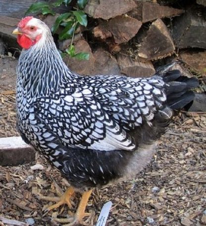 Black Laced Silver Wyandotte Chicken