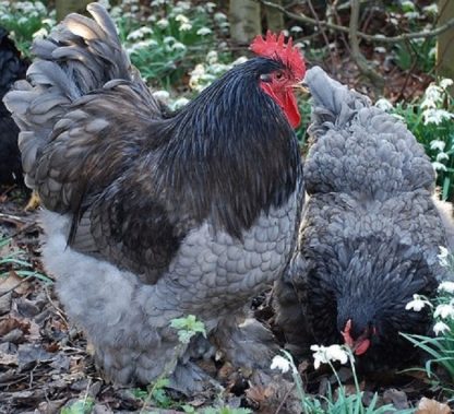 Blue Cochin Bantam Chicken