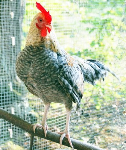 Crele Old English Game Bantam Chicken