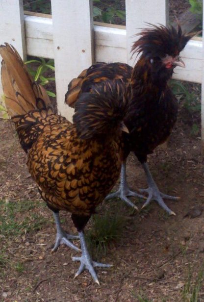 Golden Laced Polish Chickens