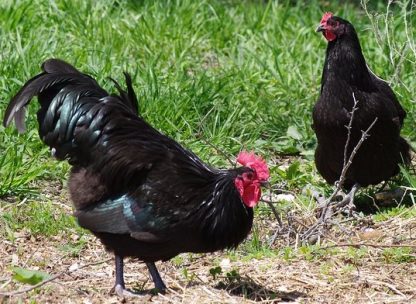 Black Australorp chickens