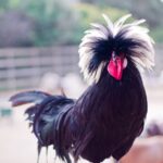 White Crested Black Polish Chicken