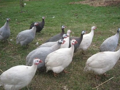 Hatchery Choice Guineas