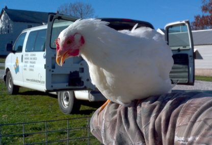 Young White Plymouth Rock Chicken