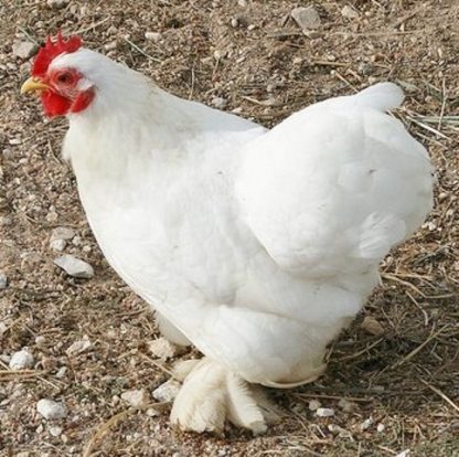 White Cochin Bantam Chicken